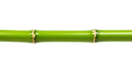 Fototapeta premium Fresh green bamboo stalk isolated PNG, natural plant stem for Asian design and decoration
