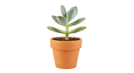Succulent plant in terracotta pot isolated, small potted plant for home decor and indoor gardening PNG