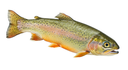 Colorful cutthroat trout isolated on transparent background, freshwater fish with vibrant colors and distinctive markings PNG