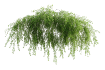 Cascading green weeping willow tree branches isolated on transparent background. Casuarina glauca hanging isolated on white background, 3d rendering.