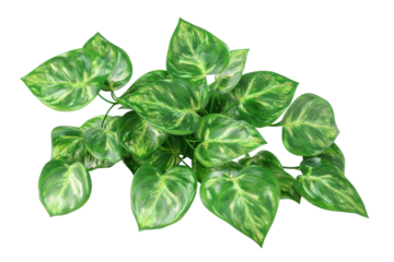 Green pothos plant leaves isolated on transparent background. Epipremnum aureum isolated on white background, 3d rendering.