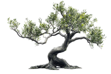 Twisted ancient olive tree with lush green leaves isolated on transparent background. Fruitless olive tree isolated on white background, 3d rendering.