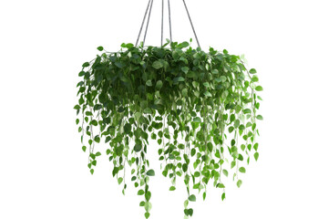 Green hanging plant with cascading vines isolated on transparent background. Hanging plant isolated on white background, 3d rendering.