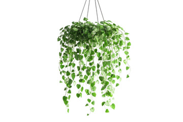 Cascading green plant hanging isolated on transparent background. Hanging plant isolated on white background, 3d rendering.