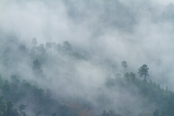 Forest in the Peneda Geres National Park, Portugal