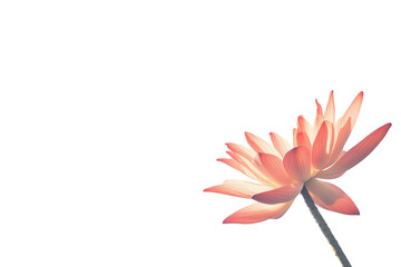 Delicate pink lotus flower blooming isolated on transparent background. Beautiful pink lotus flower isolated on white background.