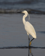 Little Egret_PAP9661.jpg