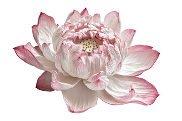 Delicate pink and white lotus flower isolated on transparent background. Beautiful pink lotus flower isolated on white background.