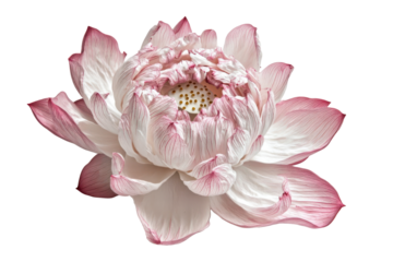 Delicate pink and white lotus flower isolated on transparent background. Beautiful pink lotus flower isolated on white background.
