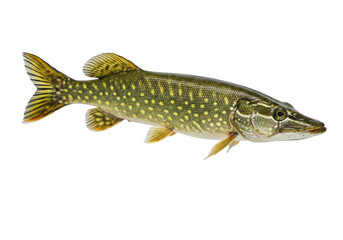 Northern pike isolated on transparent background, freshwater predatory fish with green and yellow...