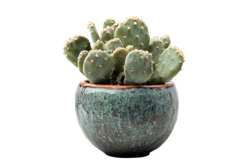 Green prickly pear cactus in a decorative pot isolated on transparent background. Cactus isolated on white background.