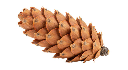 Brown Douglas fir cone isolated, a natural forest element for Christmas decorations and seasonal...
