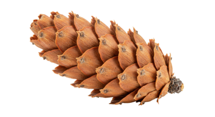 Brown Douglas fir cone isolated, a natural forest element for Christmas decorations and seasonal design projects