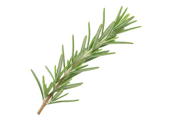 Fresh rosemary sprig isolated on transparent background, aromatic herb for cooking and culinary use PNG