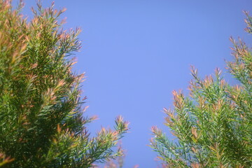 Melaleuca bracteata macro leaves small world
