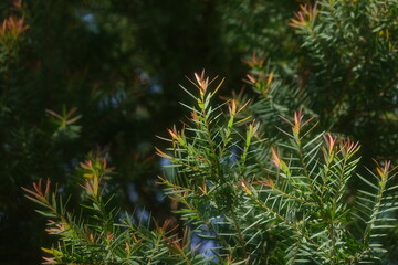 Melaleuca bracteata macro leaves small world