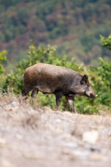 A wild boar with a coarse dark coat walks across rocky, grassy slopes backed by dense forest 