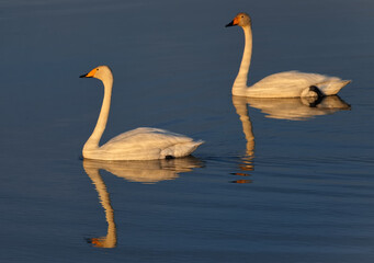 Russia. The South of Western Siberia, the Altai Mountains. A graceful whooping swan in the rays of the sunset spring sky feeds in the village lake after a difficult flight.