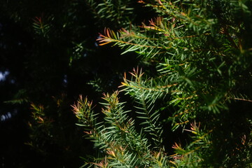 Melaleuca bracteata macro leaves small world