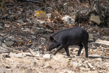 A wild black boar strides across rocky, dry terrain with sparse grass and scattered stones