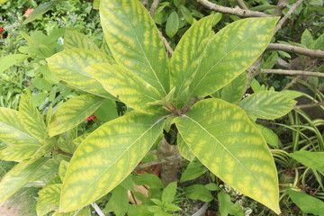 Obraz premium gardenia variegated flower plant on nursery