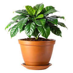 Fototapeta premium A vibrant green plant in a terracotta pot on black background