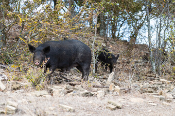 Two wild boars roam a leaf-strewn forest floor surrounded by rocky soil, sparse vegetation