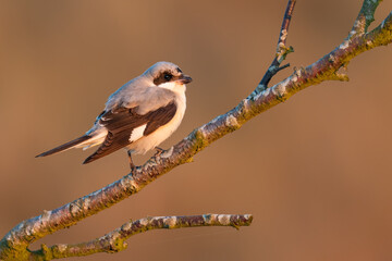 Lesser grey shrike (Lanius minor) at sunset, North Norfolk, UK. Rare British migrant bird in autumn.