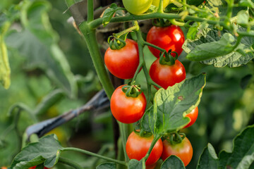 Red cherry tomatoes on a branch in the garden