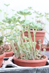 Jellybean Sedum leaf and succulents on pot
