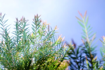 Melaleuca bracteata macro leaves small world