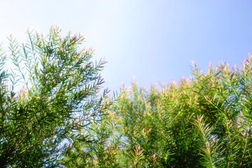 Melaleuca bracteata macro leaves small world
