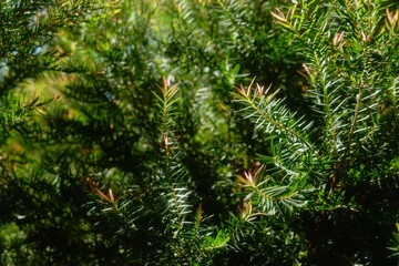 Melaleuca bracteata macro leaves small world