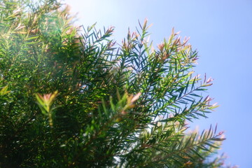 Melaleuca bracteata macro leaves small world