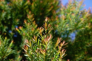 Melaleuca bracteata macro leaves small world