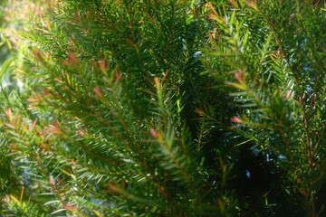 Melaleuca bracteata macro leaves small world