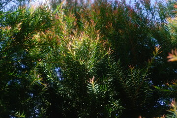 Melaleuca bracteata macro leaves small world