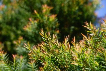 Melaleuca bracteata macro leaves small world