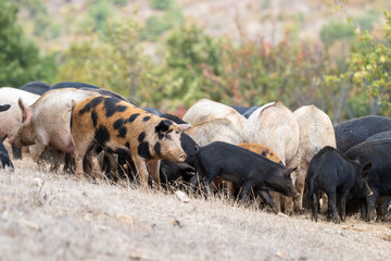 A spotted brown and black pig stands prominently among a diverse herd of other foraging pigs on a dry, grassy hillside.