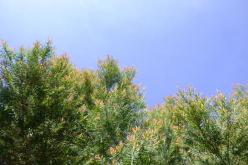 Melaleuca bracteata macro leaves small world