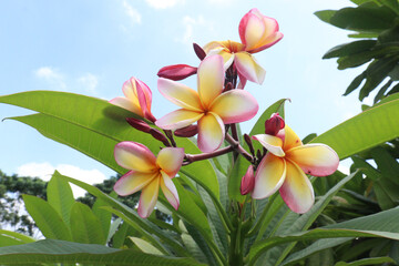 frangipani flower plant on farm © CMYK MAKER