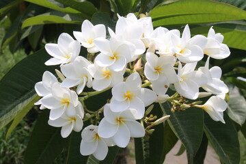 frangipani flower plant on farm