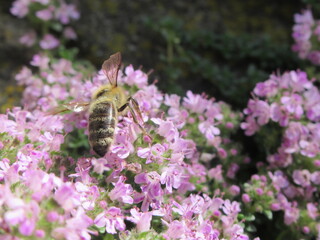 Zbliżenie na pszczołę na kwitnącej macierzance