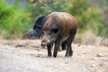 Fototapeta premium A wild boar walks along a dirt path through dry grass and rocks