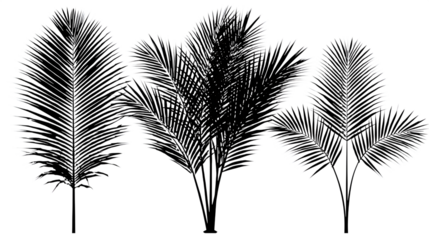 Three palm trees silhouette illustration on transparent png background