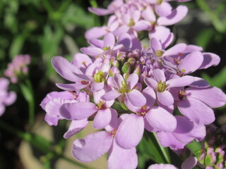 Zbliżenie na kwiaty rośliny candytuft © Kumulugma