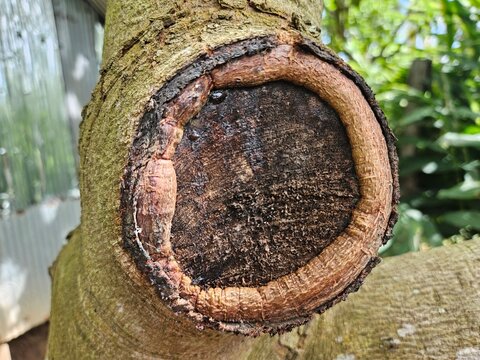 Cashew tree trunk