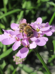 Zbliżenie na pszczołę zbierającą pyłek z kwiatka