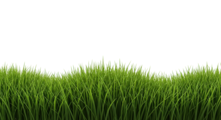 Lush, hyper-detailed vibrant green grass blades with glistening dew, isolated on a pure, transparent studio background with shadowless light, macro photography. Concept of pristine freshness and