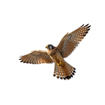 A kestrel with patterned wings is soaring in the sky with a Transparent background and bright light on it